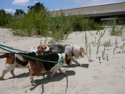 P1050603(1).JPG